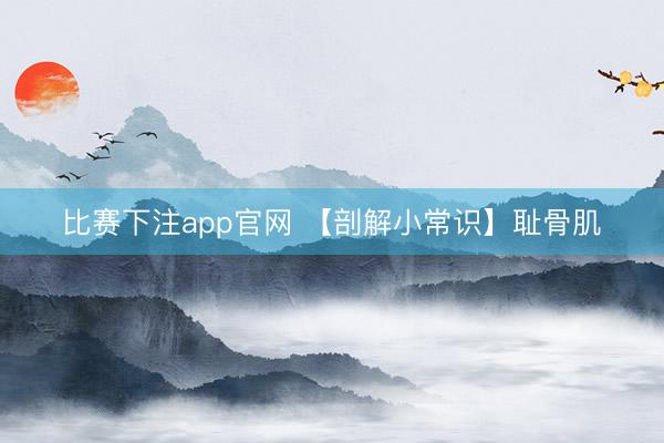 比赛下注app官网 【剖解小常识】耻骨肌